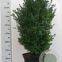 Buxus sempervirens 60-80 cm 10L