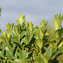 Buxus sem. 'Raket' 175-200 cm draadkluit struik