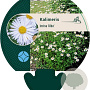 Kalimeris incisa 'Alba' GM P9