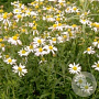 Kalimeris incisa 'Alba' GM P9