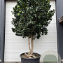 Camellia japonica 300-350 cm cont. 450L meerstammig
