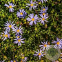 Kalimeris incisa 'Blue Star' GM  P11