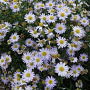 Kalimeris incisa 'Charlotte' GM P9