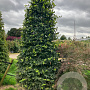 Carpinus betulus 250-300 cm container kegel