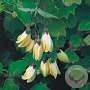 Kirengeshoma koreana GM P9