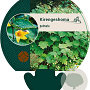 Kirengeshoma palmata GM P9