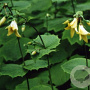Kirengeshoma palmata GM P9