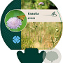 Knautia arvensis GM P9