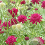 Knautia macedonica GM P9