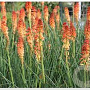 Kniphofia 'Aurore' GM P9