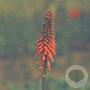 Kniphofia 'Alcazar' GM P9
