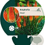 Kniphofia 'Alcazar' GM P9