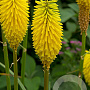 Kniphofia 'Bees' Lemon' GM P9
