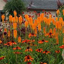 Kniphofia 'Mango Popsicle' GM P9