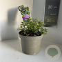 Ceanothus El Dorado 10 cm 2,0L