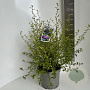 Ceanothus El Dorado 40-50 cm 5,0L