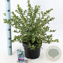 Ceanothus griseus 'Yankee Point' 30-40 cm 5,0L