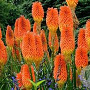 Kniphofia praecox GM P9