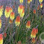 Kniphofia 'Royal Standard' GM P9
