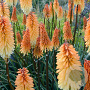 Kniphofia 'Tawny King' GM P9