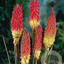Kniphofia uvaria GM P9