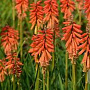 Kniphofia uvaria 'Echo Rojo' GM P9