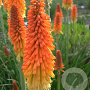Kniphofia uvaria 'Grandiflora' GM P9