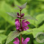 Lamium maculatum GM P9