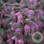 Lamium maculatum GM P9