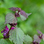Lamium maculatum 'Purpureum' GM P9