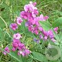 Lathyrus latifolius GM P9