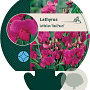 Lathyrus latifolius 'Red Pearl' GM P9