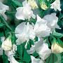 Lathyrus latifolius 'White Pearl' GM P9