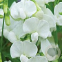 Lathyrus latifolius 'White Pearl' GM P9