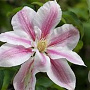 Clematis 'Andromeda' 80 cm rozenpot 2L