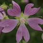 Lavatera cachemiriana GM P9