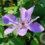 Clematis 'Baltyk' 80 cm rozenpot 2L