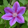 Clematis 'Dr Ruppel' 60-65 cm rozenpot 2L