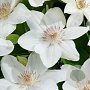 Clematis 'Mrs George Jackman' 80 cm rozenpot 2L