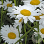 Leucanthemum (S) 'Polaris' GM P9