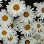 Leucanthemum (S) 'Silberprinzessche GM P9