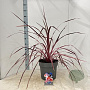 Cordyline 'Salsa' 70-80 cm 12L