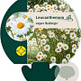 Leucanthemum vulgare 'Maikönigin' GM P9