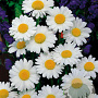 Leucanthemum vulgare 'Maikönigin' GM P9