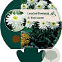 Leucanthemum (S) 'Wirral Supreme' GM P9