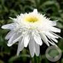 Leucanthemum (S) 'Wirral Supreme' GM P9