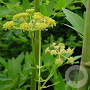 Levisticum officinale GM P9