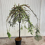 Cotoneaster apiculatus 'Blackburn' 120 cm stam 12L 2jr.kroon