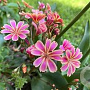 Lewisia cotyledon GM P9