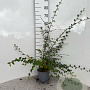 Cotoneaster franchetii 60-80 cm 2,0L